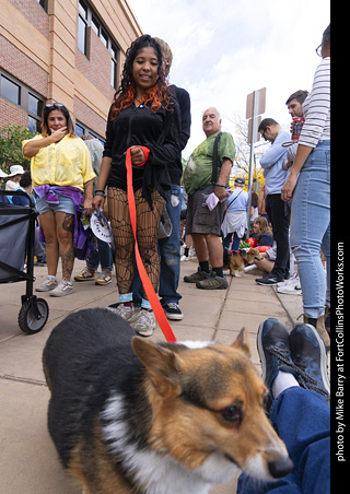  Tour de Corgi 2025 - The Tour