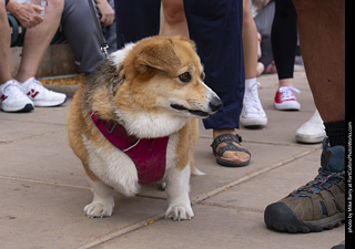  Tour de Corgi 2025 - The Tour