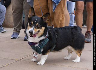  Tour de Corgi 2025 - The Tour
