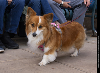  Tour de Corgi 2025 - The Tour