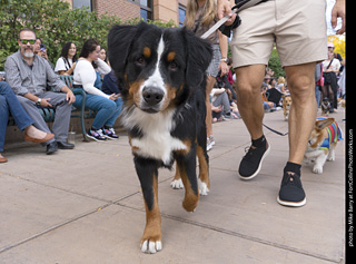  Tour de Corgi 2025 - The Tour