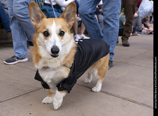  Tour de Corgi 2025 - The Tour