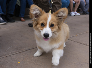  Tour de Corgi 2025 - The Tour