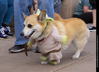  Tour de Corgi 2025 - The Tour