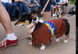  Tour de Corgi 2025 - The Tour