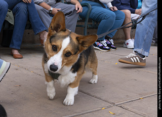  Tour de Corgi 2025 - The Tour