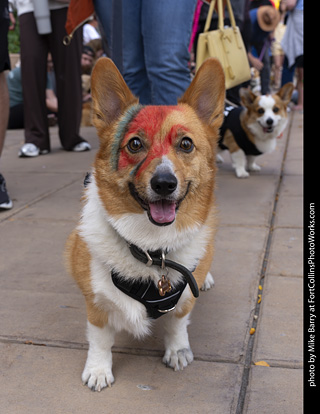  Tour de Corgi 2025 - The Tour