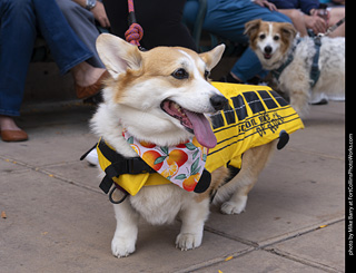  Tour de Corgi 2025 - The Tour