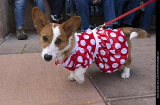  Tour de Corgi 2025 - The Tour