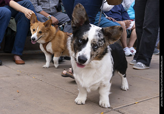  Tour de Corgi 2025 - The Tour