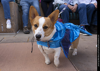  Tour de Corgi 2025 - The Tour