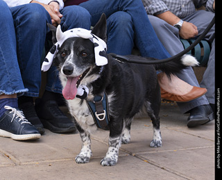  Tour de Corgi 2025 - The Tour