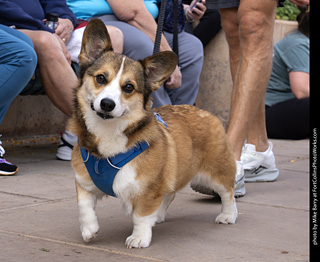  Tour de Corgi 2025 - The Tour