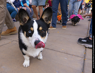  Tour de Corgi 2025 - The Tour