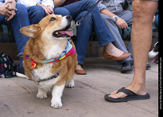  Tour de Corgi 2025 - The Tour