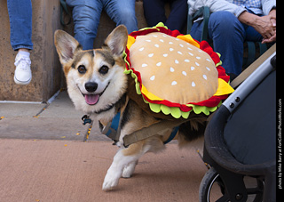  Tour de Corgi 2025 - The Tour