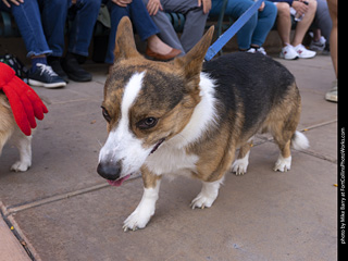  Tour de Corgi 2025 - The Tour