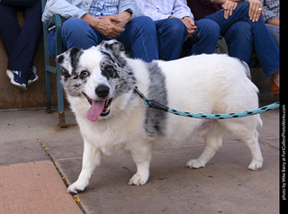  Tour de Corgi 2025 - The Tour