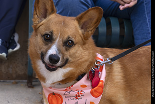  Tour de Corgi 2025 - The Tour