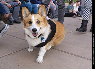  Tour de Corgi 2025 - The Tour