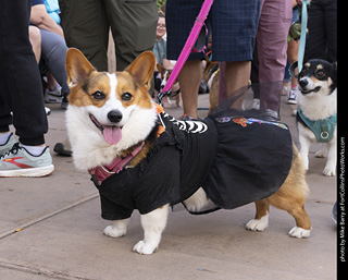  Tour de Corgi 2025 - The Tour