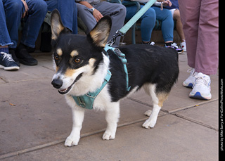  Tour de Corgi 2025 - The Tour