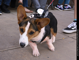  Tour de Corgi 2025 - The Tour