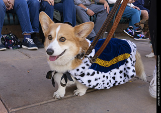  Tour de Corgi 2025 - The Tour