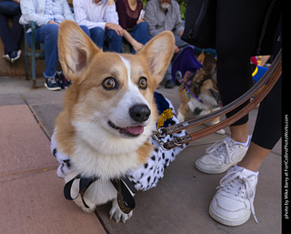  Tour de Corgi 2025 - The Tour