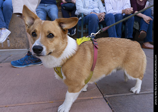  Tour de Corgi 2025 - The Tour