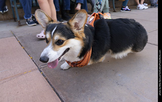  Tour de Corgi 2025 - The Tour