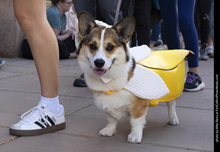  Tour de Corgi 2025 - The Tour