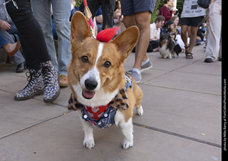  Tour de Corgi 2025 - The Tour