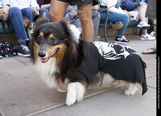  Tour de Corgi 2025 - The Tour