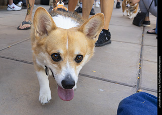  Tour de Corgi 2025 - The Tour