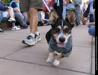  Tour de Corgi 2025 - The Tour