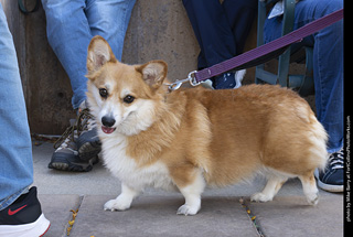  Tour de Corgi 2025 - The Tour
