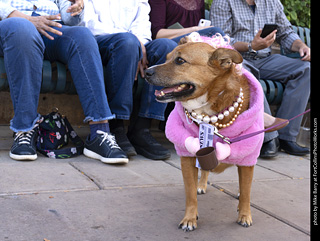  Tour de Corgi 2025 - The Tour