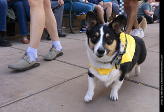  Tour de Corgi 2025 - The Tour