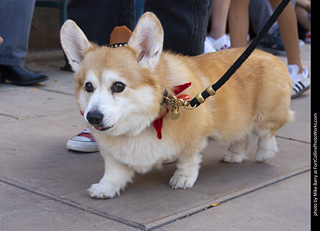  Tour de Corgi 2025 - The Tour