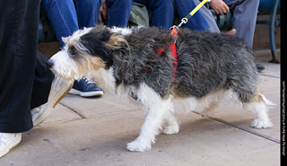  Tour de Corgi 2025 - The Tour