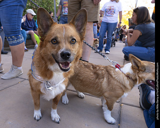  Tour de Corgi 2025 - The Tour