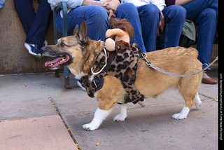  Tour de Corgi 2025 - The Tour