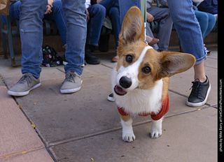  Tour de Corgi 2025 - The Tour