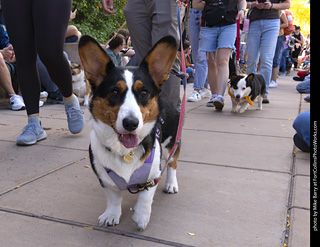  Tour de Corgi 2025 - The Tour