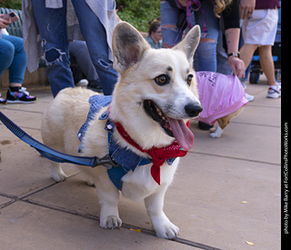  Tour de Corgi 2025 - The Tour