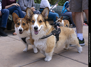  Tour de Corgi 2025 - The Tour