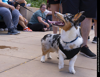  Tour de Corgi 2025 - The Tour