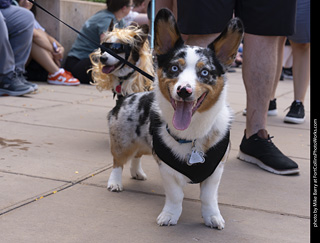  Tour de Corgi 2025 - The Tour