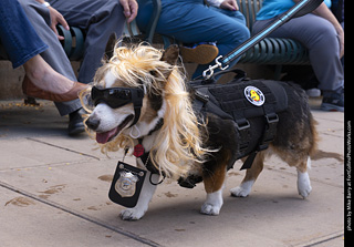  Tour de Corgi 2025 - The Tour